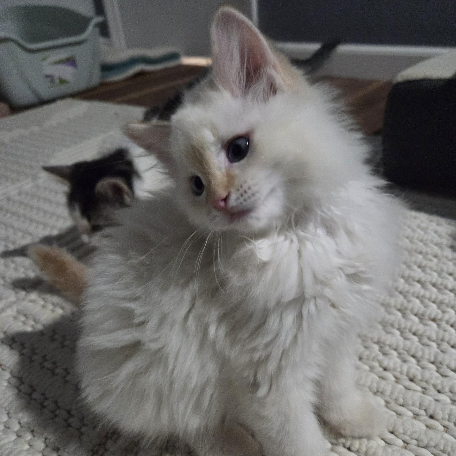 Enlarge PUFF, a ADOPTABLE mixed breed in Loveland, CO image 6/6