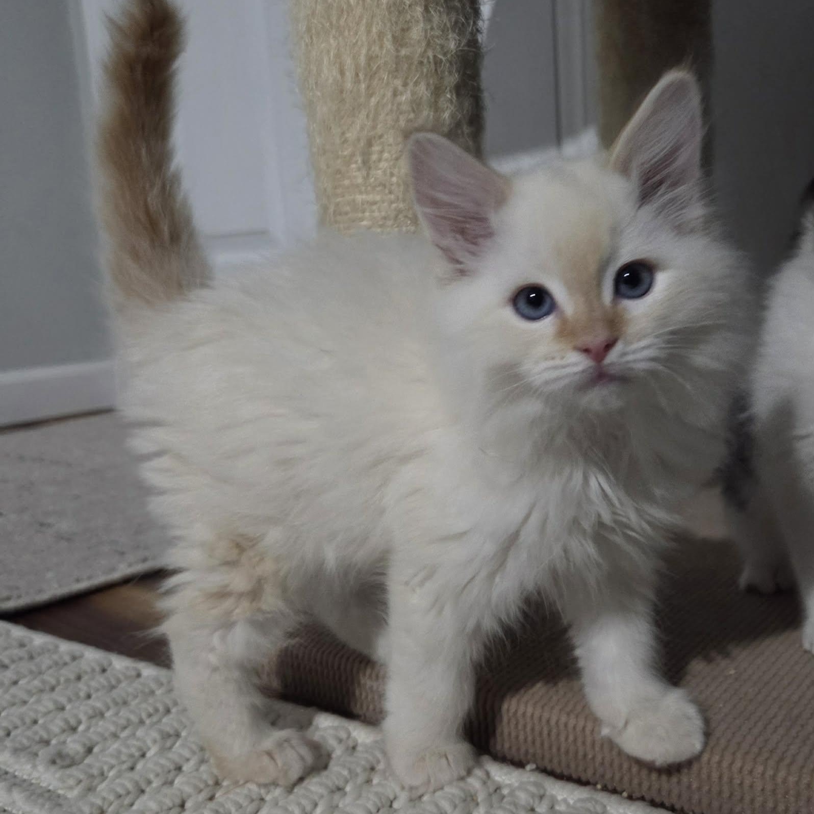 PUFF, ADOPTABLE, Kitten Male Siamese.