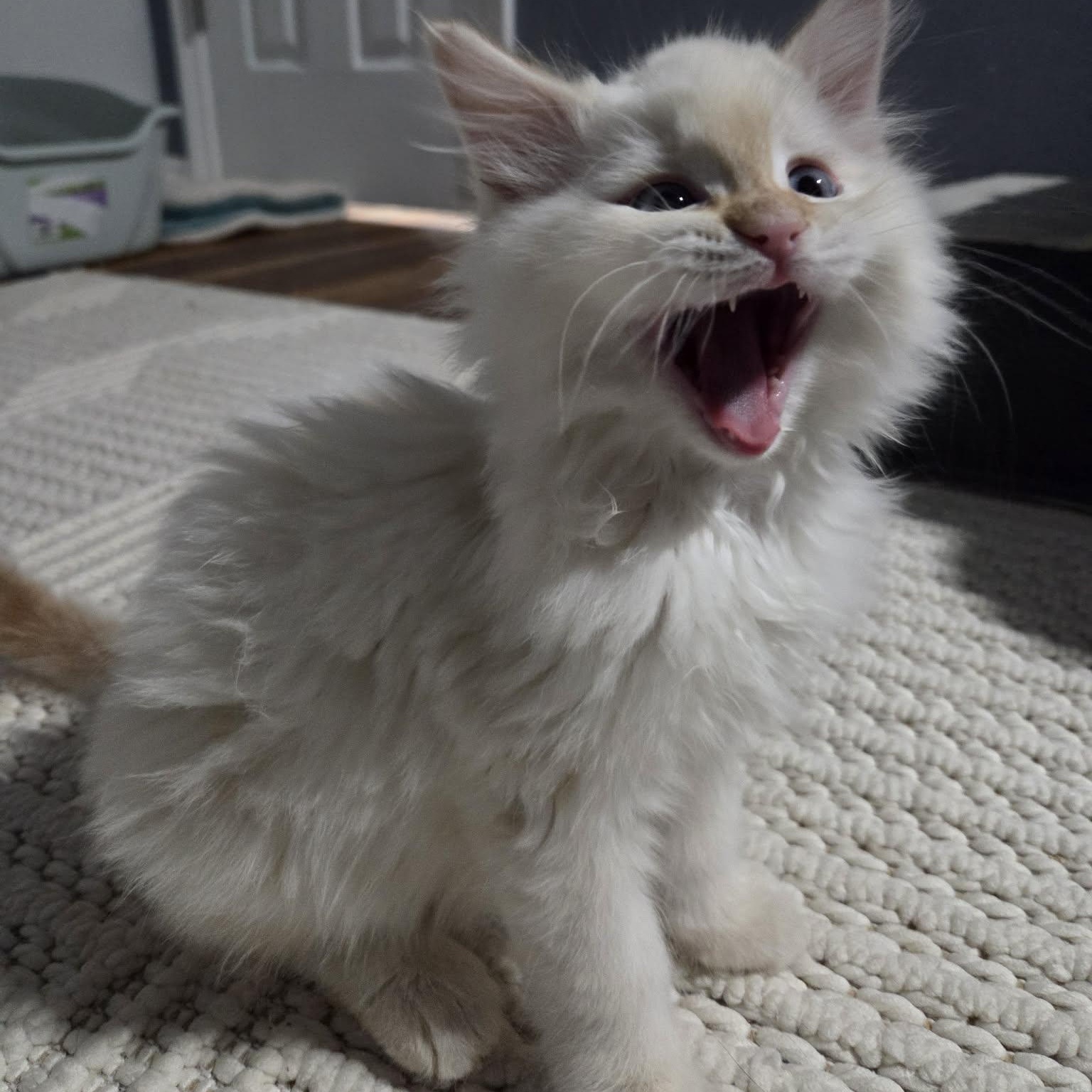 Enlarge PUFF, a ADOPTABLE mixed breed in Loveland, CO image 2/6