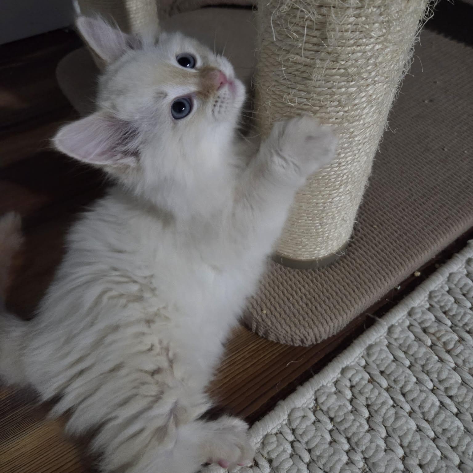 Enlarge PUFF, a ADOPTABLE mixed breed in Loveland, CO image 5/6