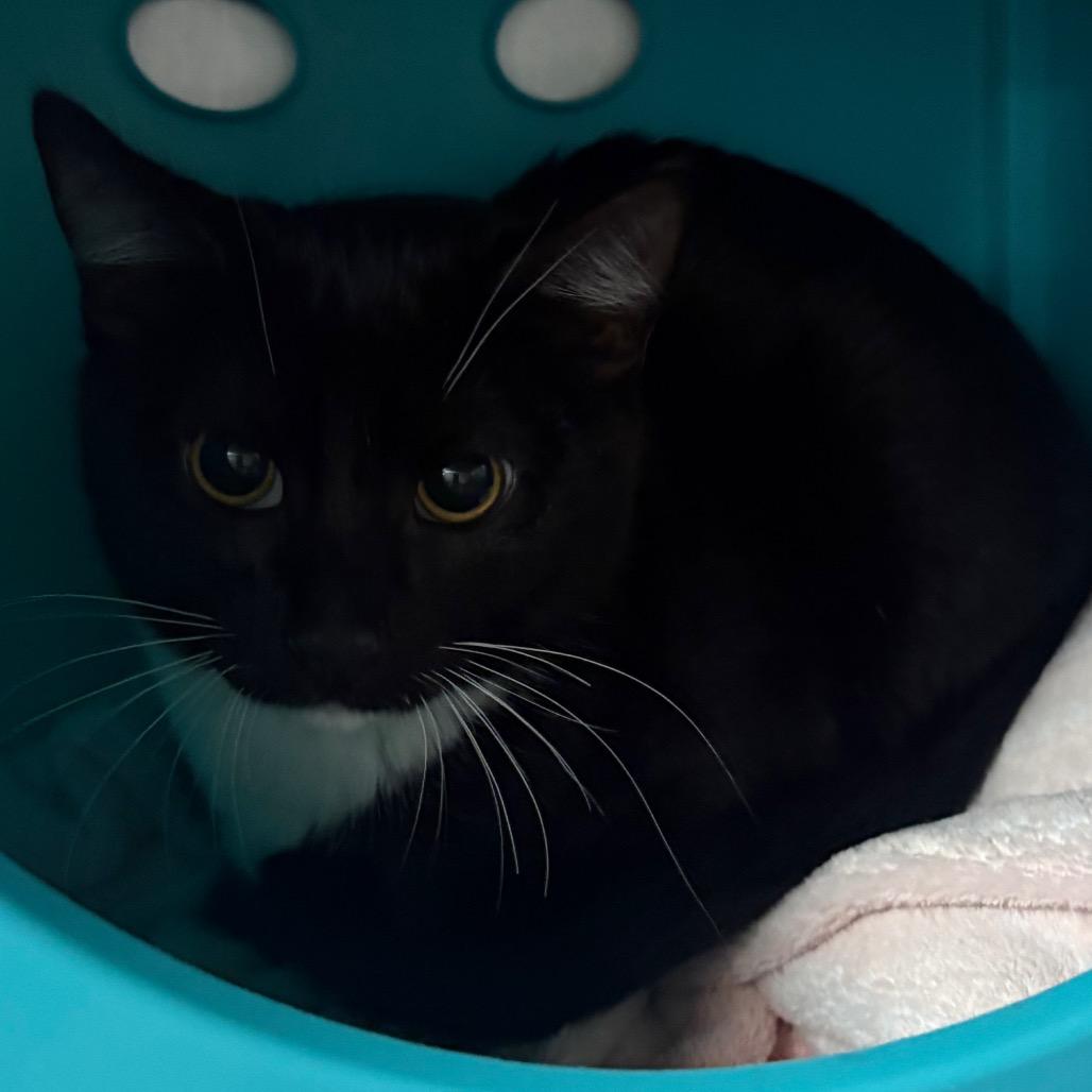 Enlarge BB, a Adoptable Domestic Short Hair in Spokane, WA image 1/3