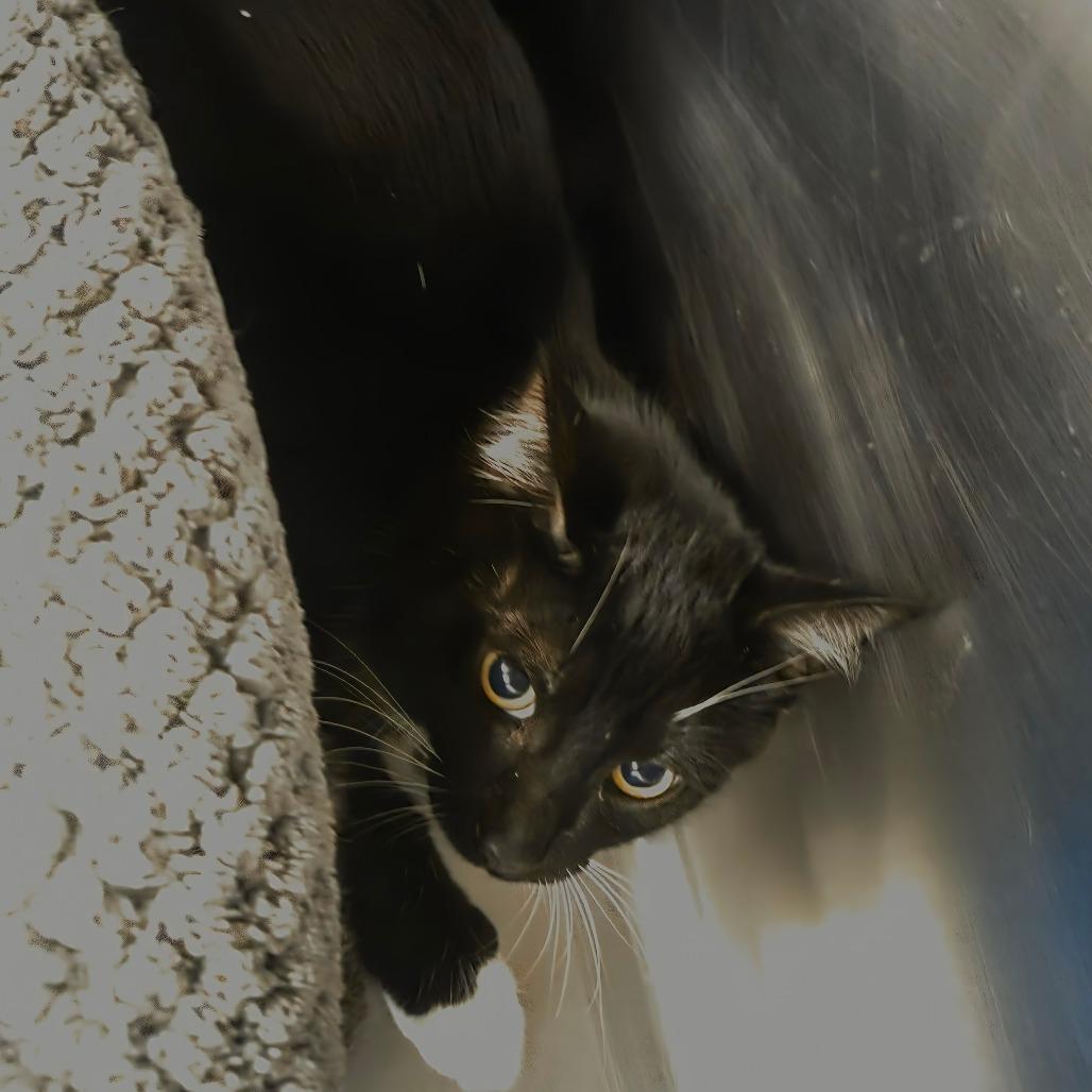 Enlarge BB, a Adoptable Domestic Short Hair in Spokane, WA image 2/3