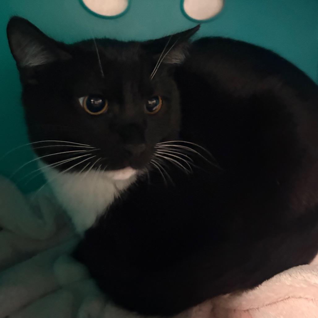 Enlarge BB, a Adoptable Domestic Short Hair in Spokane, WA image 3/3