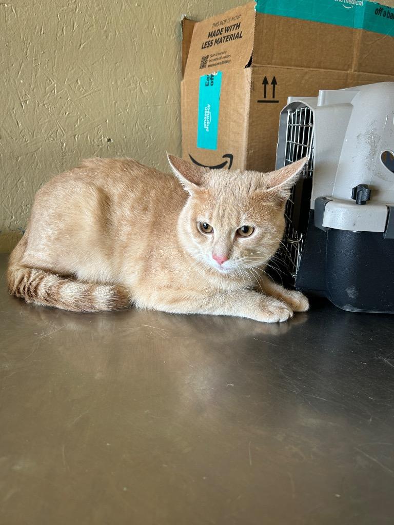 Gouda, Adoptable, Adult Male Domestic Short Hair.