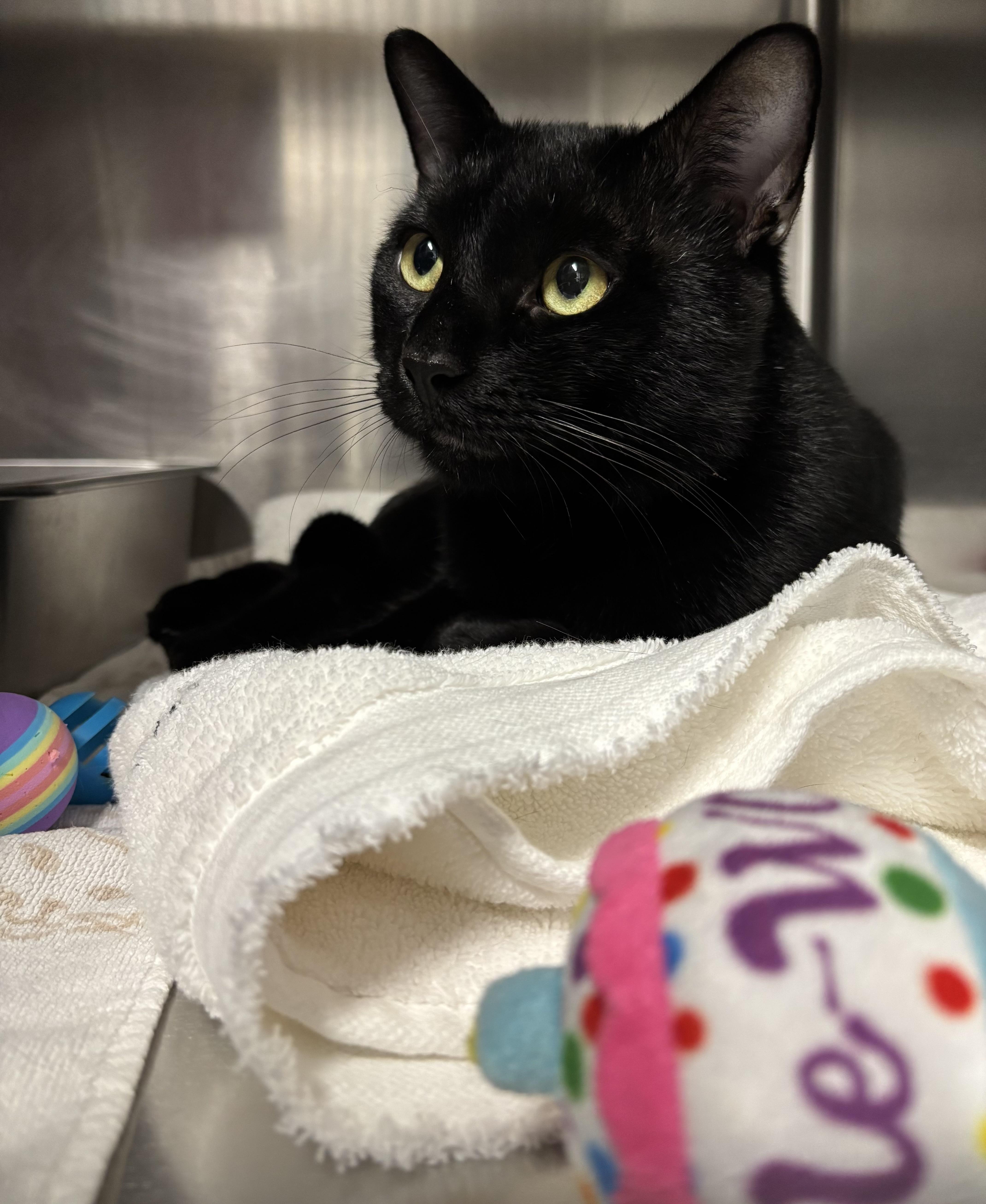 Chazz, Adoptable, Young Male Domestic Short Hair.