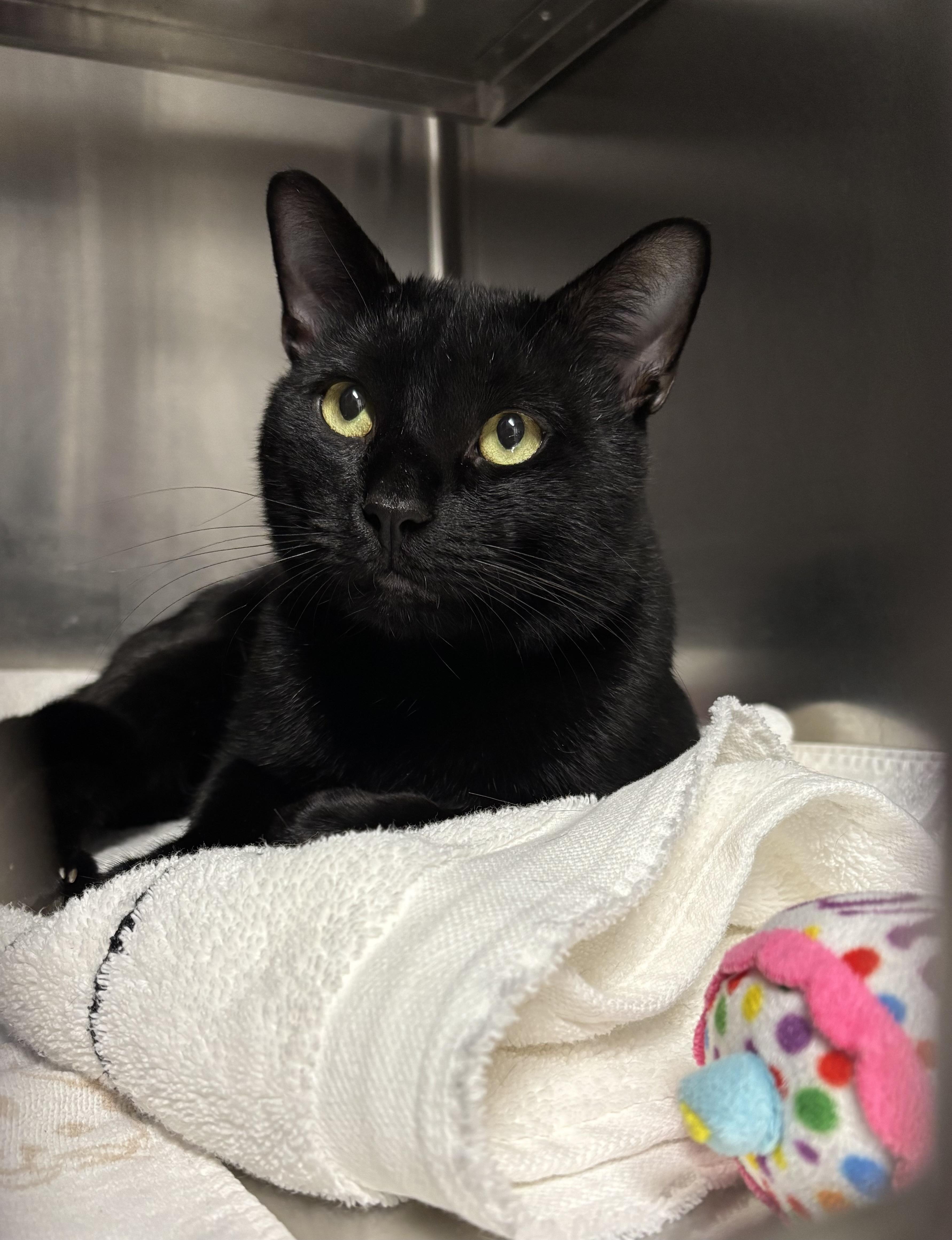 Enlarge Chazz, a Adoptable Domestic Short Hair in Marblehead, MA image 2/2