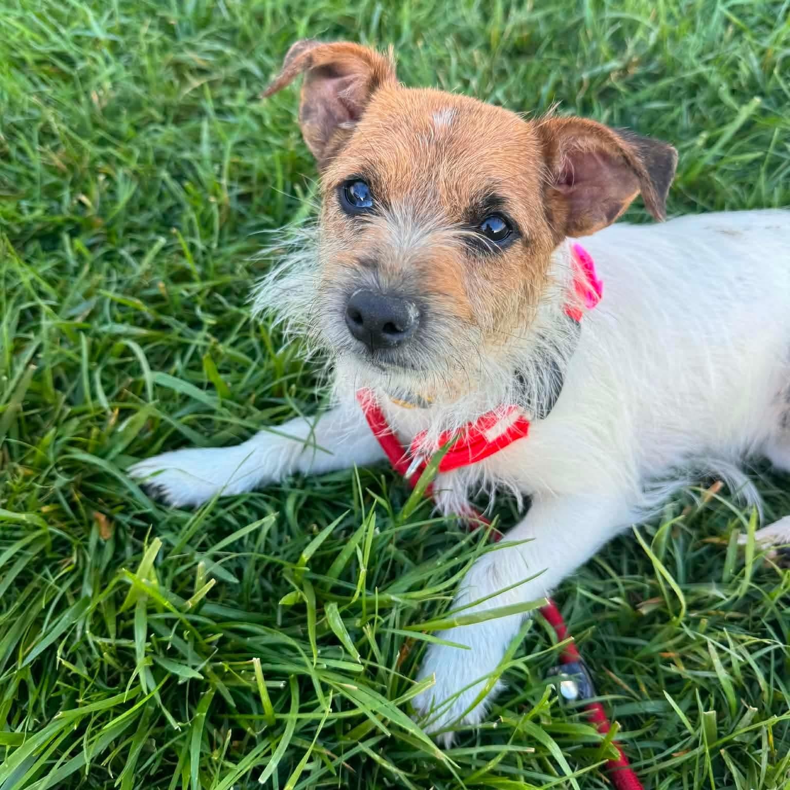 Enlarge Margarita, a ADOPTABLE Jack Russell Terrier in Minooka, IL image 1/1