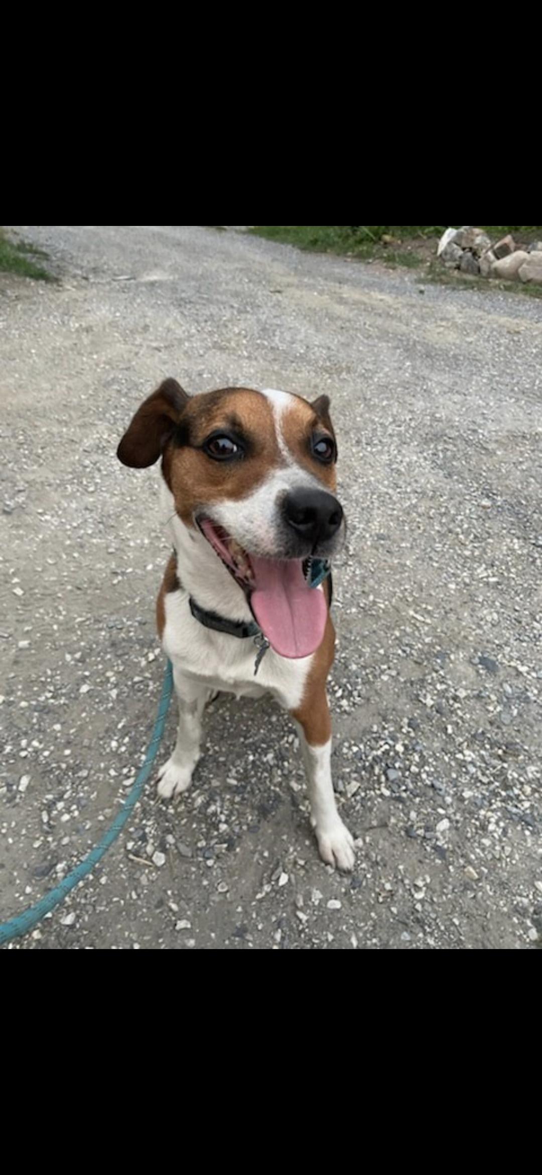 Jinx, a ADOPTABLE mixed breed in Bristol, VT image 1/4