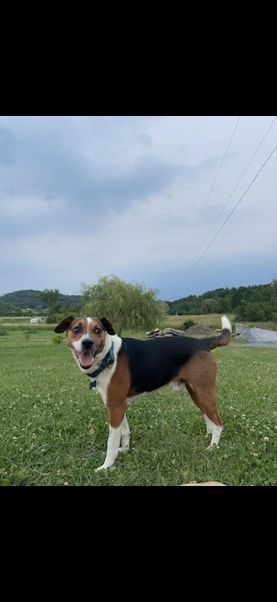 Jinx, a ADOPTABLE mixed breed in Bristol, VT image 2/4