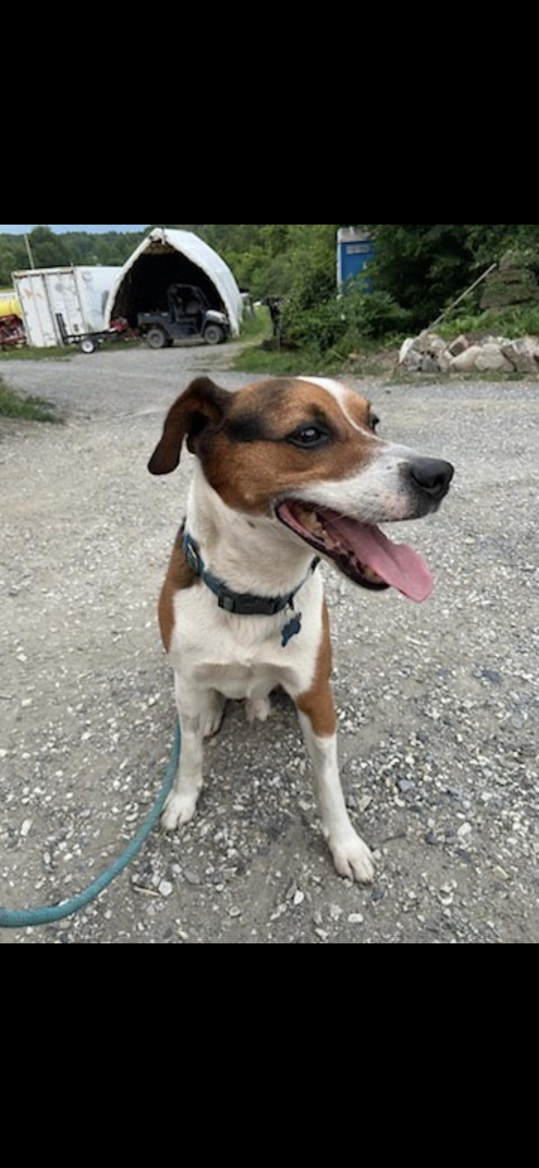Jinx, a ADOPTABLE mixed breed in Bristol, VT image 3/4