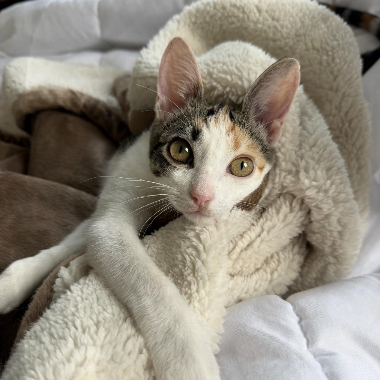 Twiggy, Adoptable, Kitten Female Domestic Short Hair.