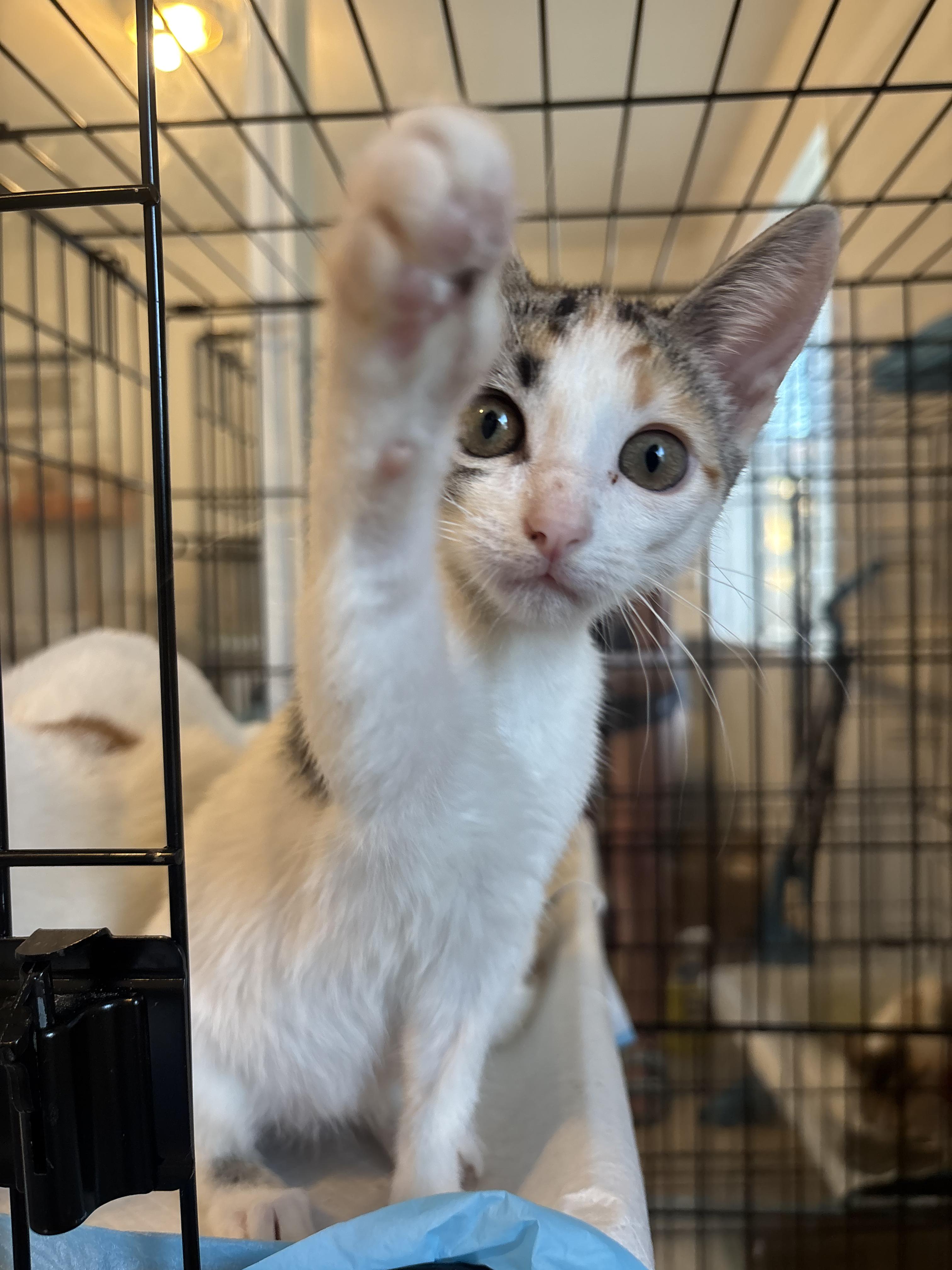 Enlarge Twiggy, a Adoptable Domestic Short Hair in Honolulu, HI image 5/6