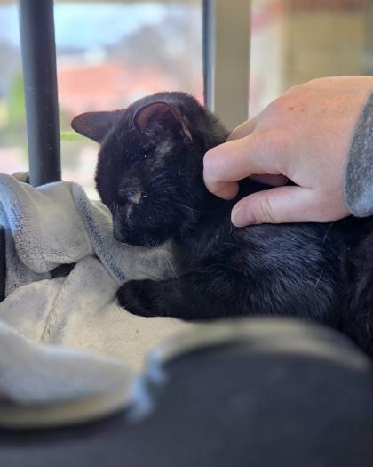 Bob, Adoptable, Young Male Domestic Short Hair & Domestic Short Hair.