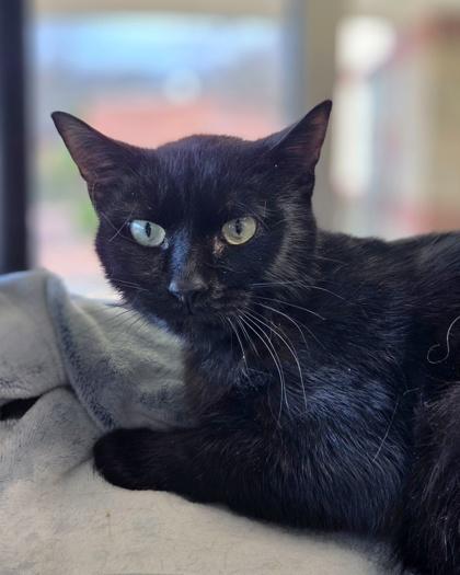 Enlarge Bob, a Adoptable mixed breed in Westland, MI image 2/3