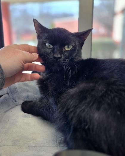 Enlarge Bob, a Adoptable mixed breed in Westland, MI image 3/3