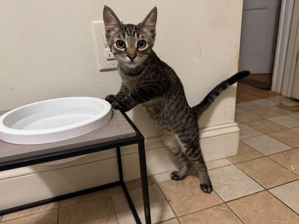 Enlarge Shadow, a Adoptable Domestic Short Hair in Ontario, NY image 2/2
