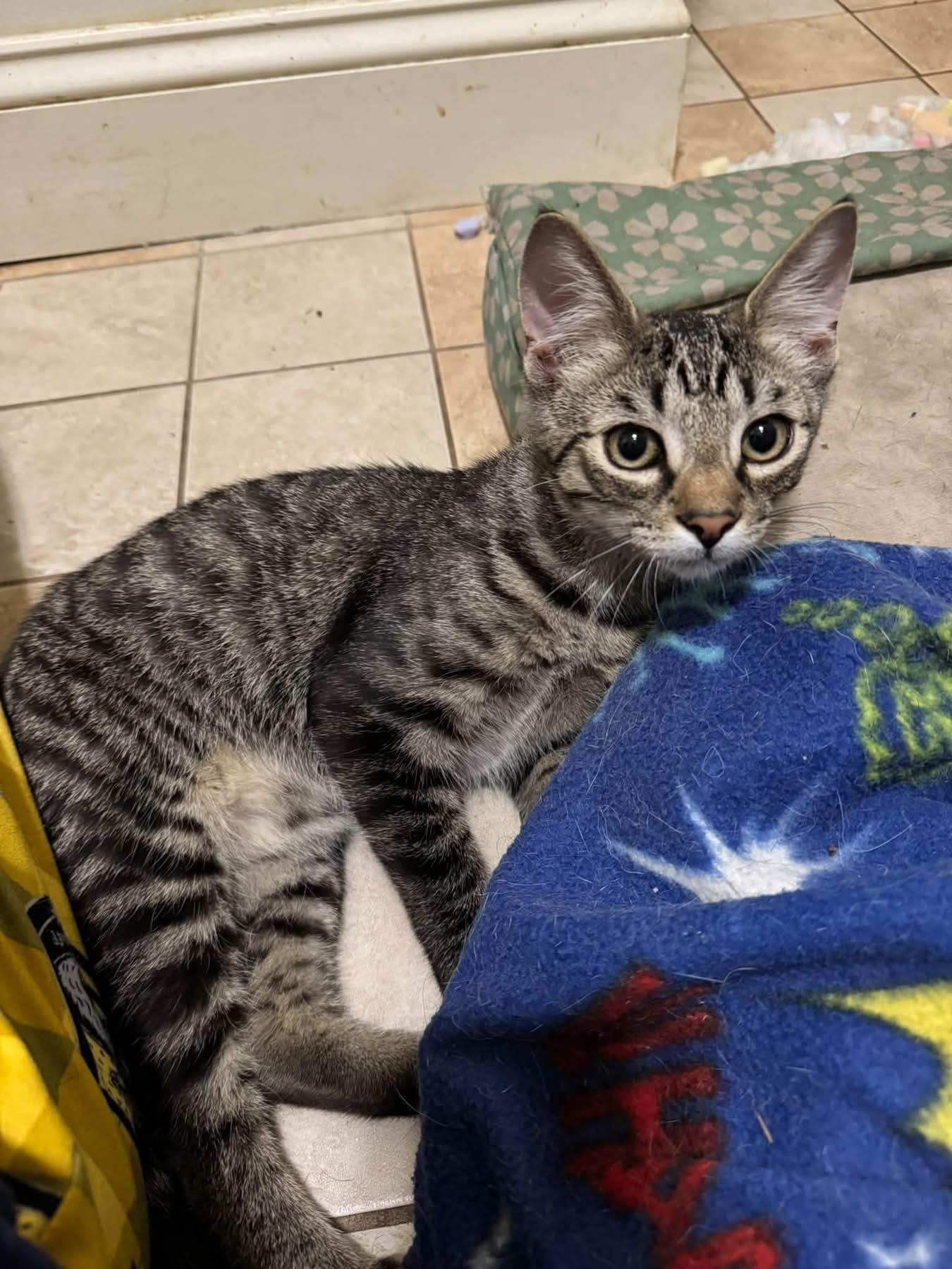 Shadow, Adoptable, Kitten Male Domestic Short Hair.
