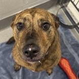 Enlarge Daisy Mae, a Adoptable mixed breed in Hilliard, OH image 2/2