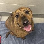 Daisy Mae, Adoptable, Adult Female Hound.