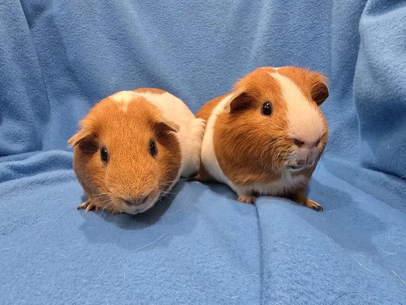 Tater & Tot, Adoptable, Adult Male Guinea Pig.