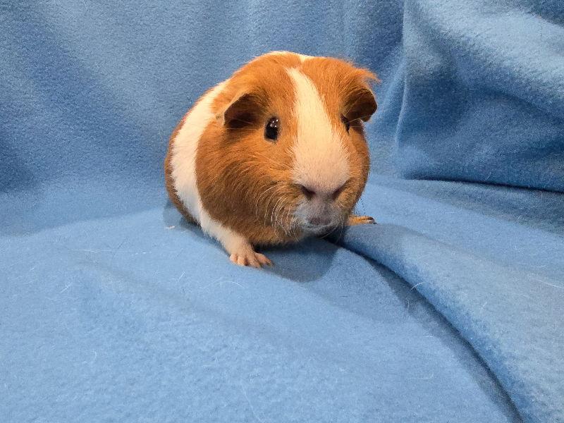 Tater & Tot, a Adoptable Guinea Pig in Baton Rouge, LA image 2/3