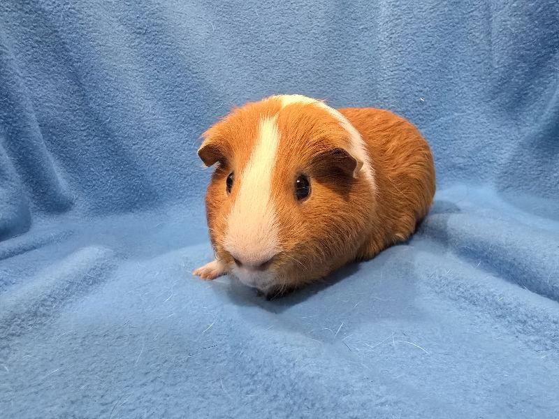 Tater & Tot, a Adoptable Guinea Pig in Baton Rouge, LA image 3/3