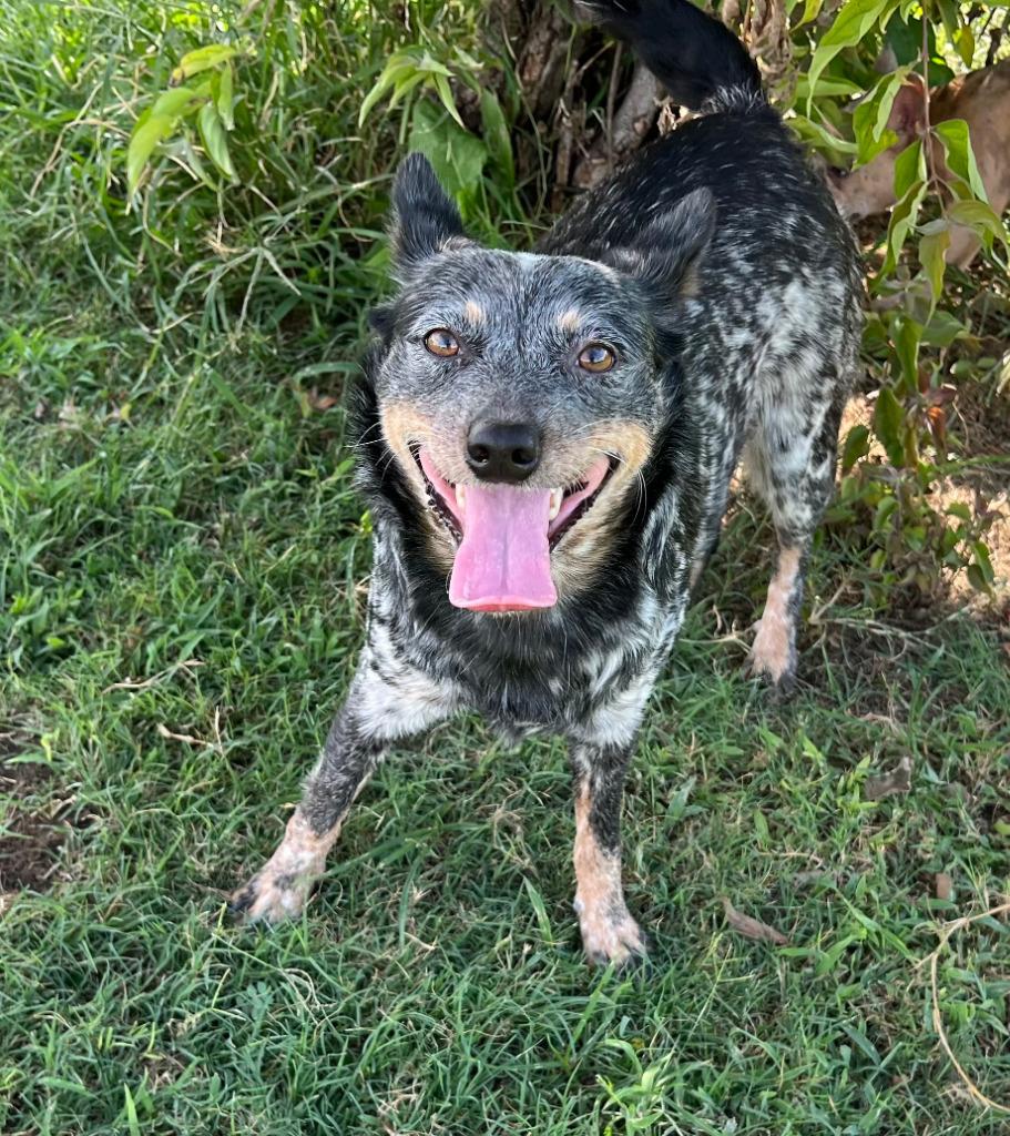 Kiki, Adopted, Adult Female Australian Cattle Dog / Blue Heeler.