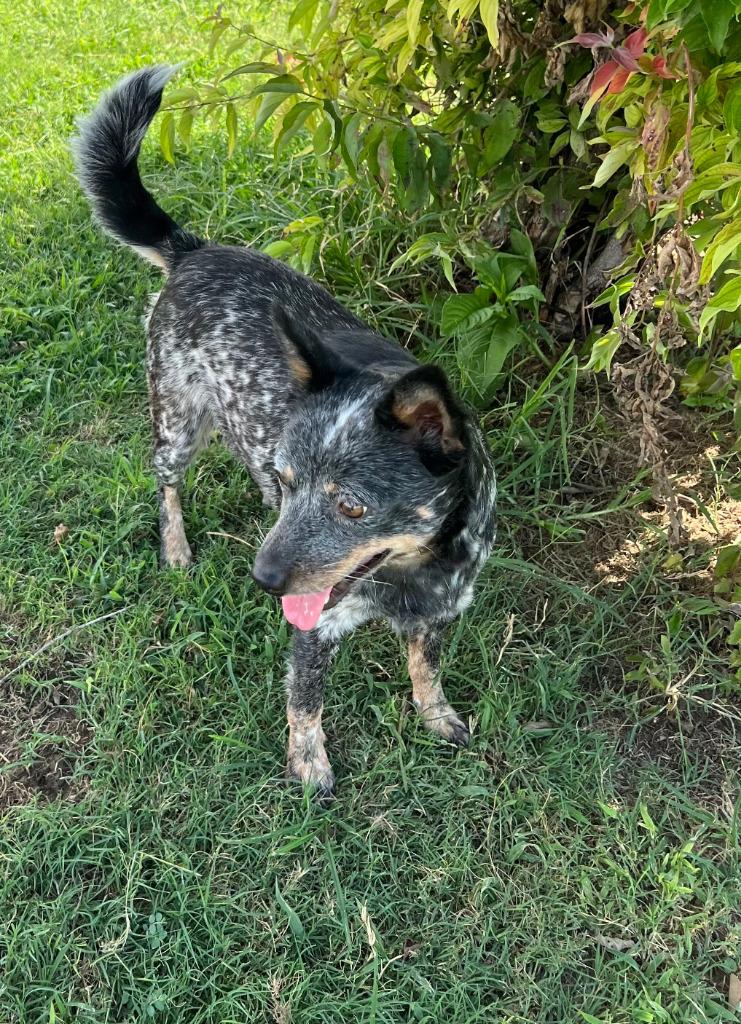 Enlarge Kiki, a Adopted Australian Cattle Dog / Blue Heeler in Farmersville, TX image 2/3