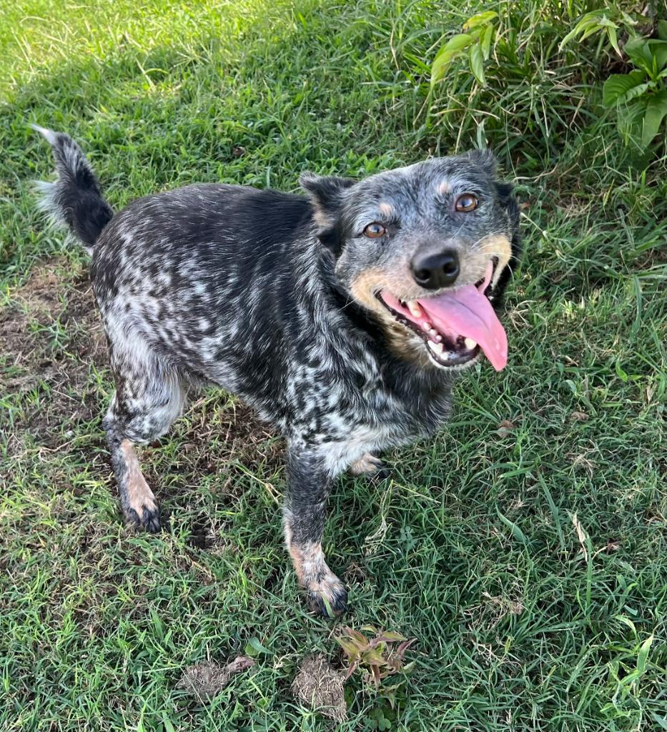 Enlarge Kiki, a Adopted Australian Cattle Dog / Blue Heeler in Farmersville, TX image 3/3