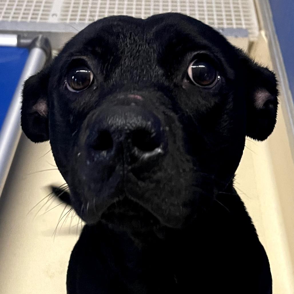 Raylin, Adoptable, Adult Female Black Labrador Retriever & Mixed Breed.