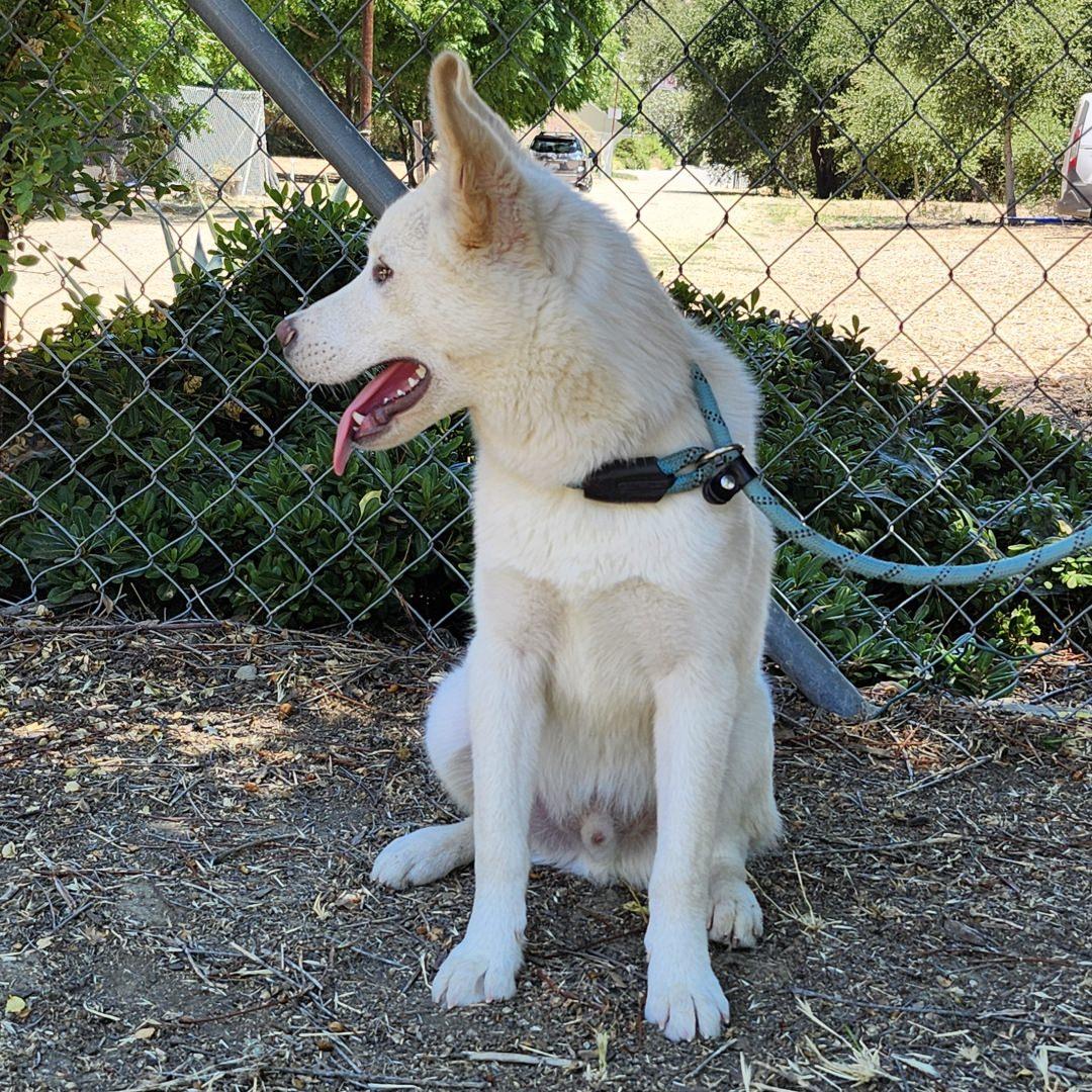 Enlarge Loki, a Adoptable Husky in Burbank, CA image 2/4