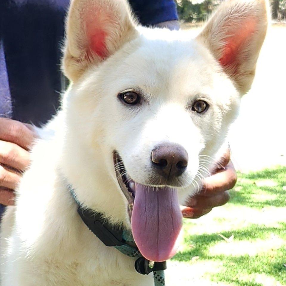 Enlarge Loki, a Adoptable Husky in Burbank, CA image 3/4