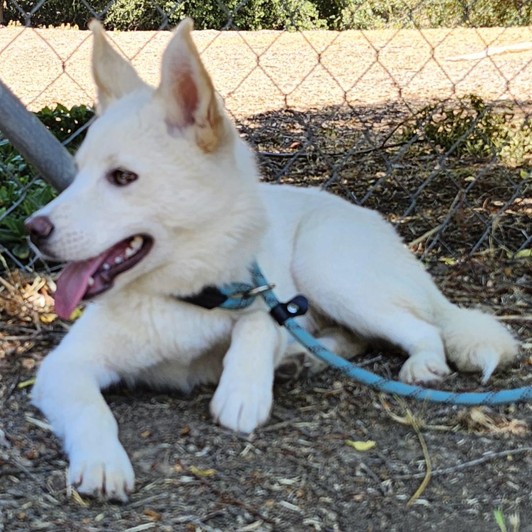 Enlarge Loki, a Adoptable Husky in Burbank, CA image 4/4