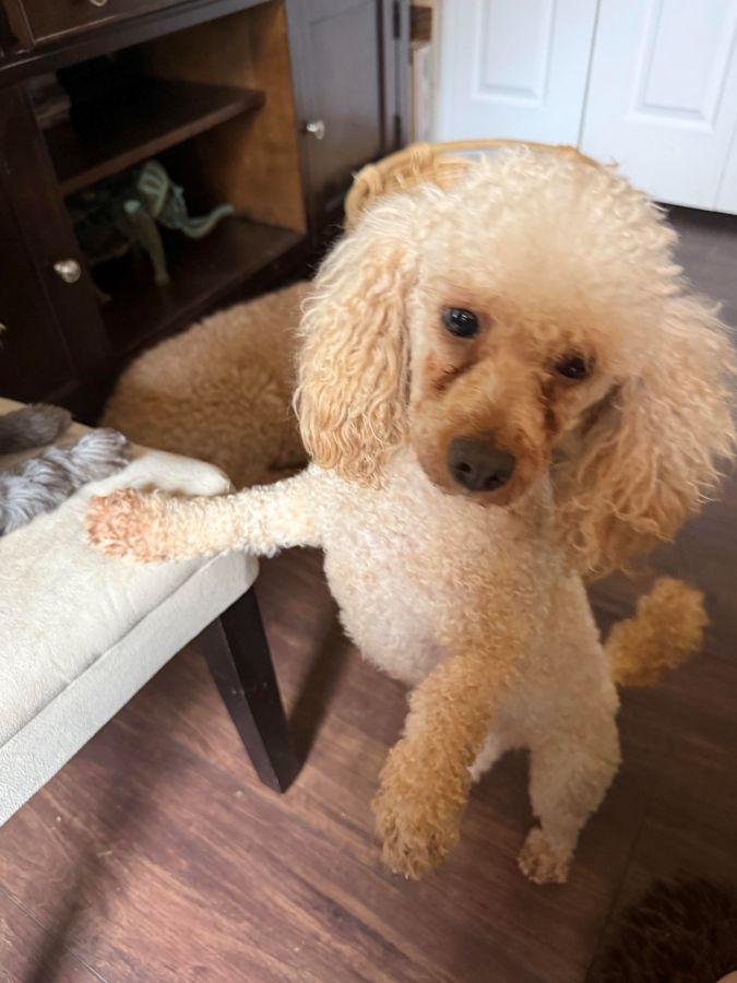 Enlarge Bourbon, an adopted Miniature Poodle in Barrington, IL image 6/6