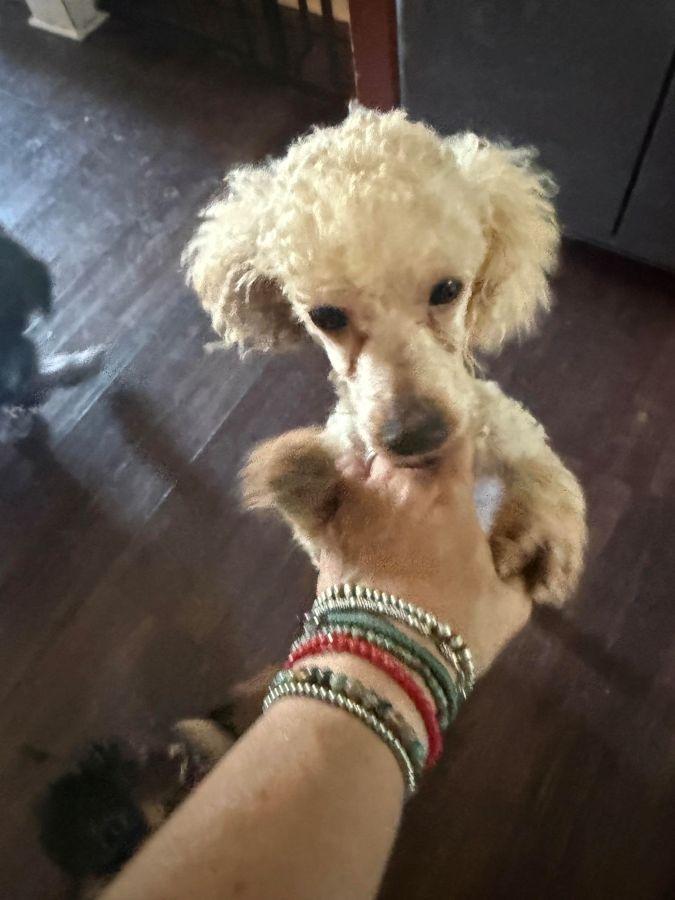 Enlarge Bourbon, an adopted Miniature Poodle in Barrington, IL image 3/6