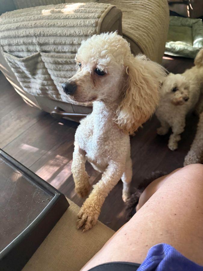 Enlarge Bourbon, an adopted Miniature Poodle in Barrington, IL image 2/6