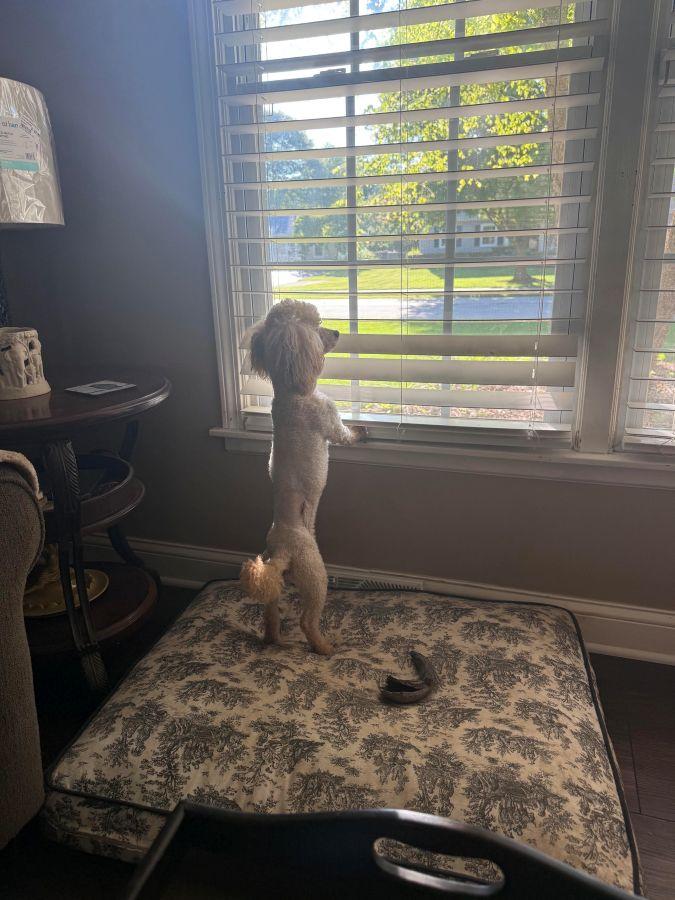 Enlarge Bourbon, an adopted Miniature Poodle in Barrington, IL image 5/6