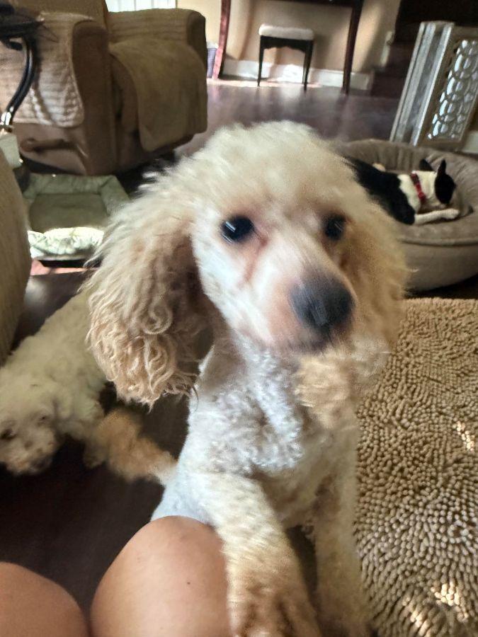 Enlarge Bourbon, an adopted Miniature Poodle in Barrington, IL image 4/6
