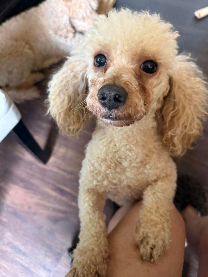 Enlarge Bourbon, an adopted Miniature Poodle in Barrington, IL image 1/6
