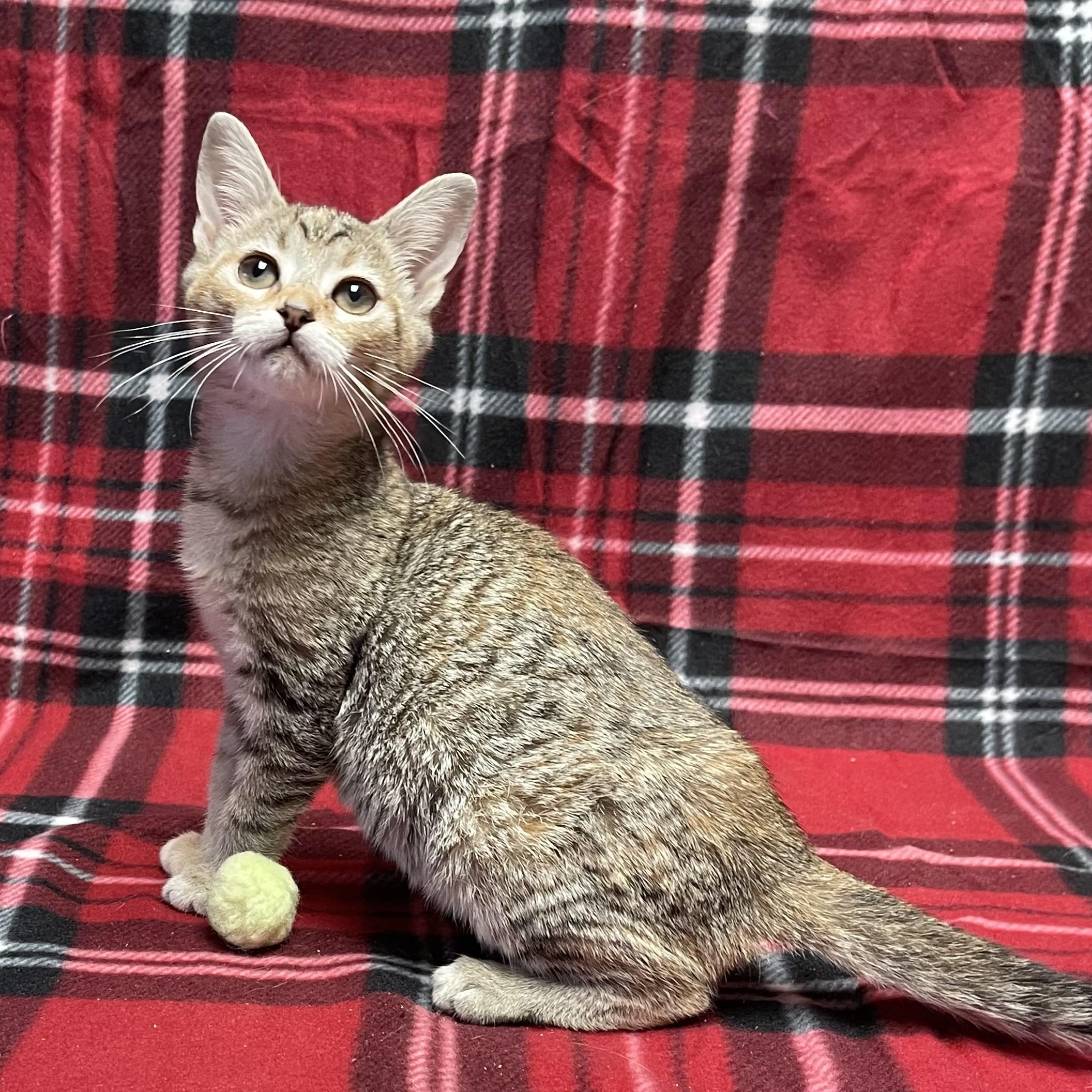 Sunshine, a ADOPTABLE Domestic Short Hair in Concord, NC image 1/2