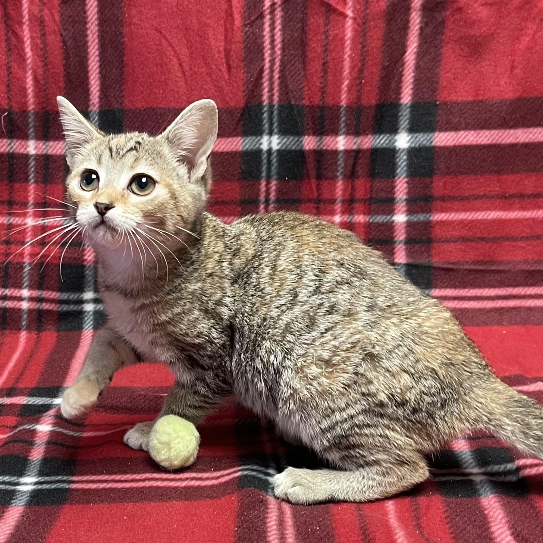 Sunshine, a ADOPTABLE Domestic Short Hair in Concord, NC image 2/2