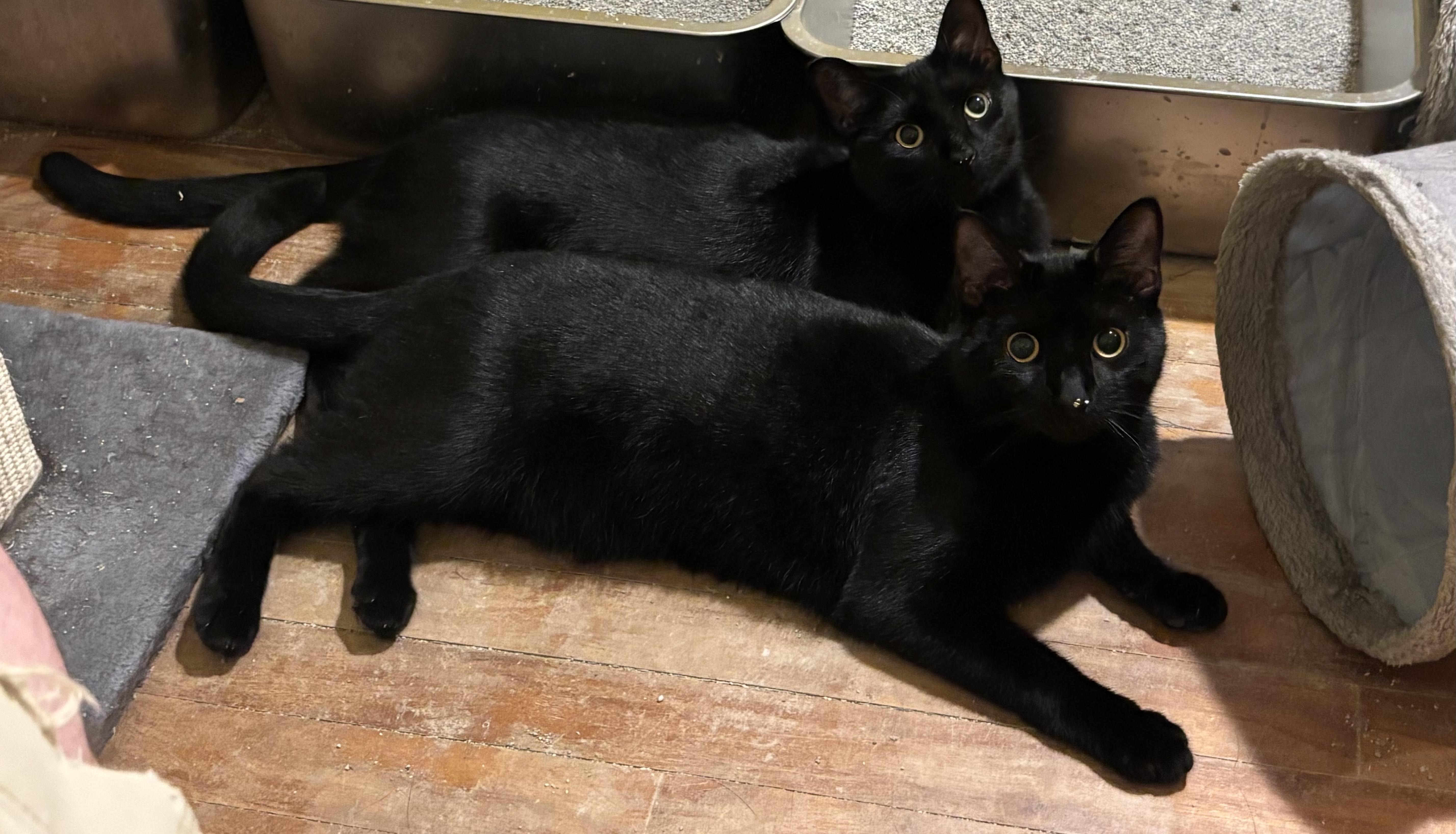Kiwi & Clementine, a Adoptable Domestic Short Hair in Uxbridge, MA image 6/6