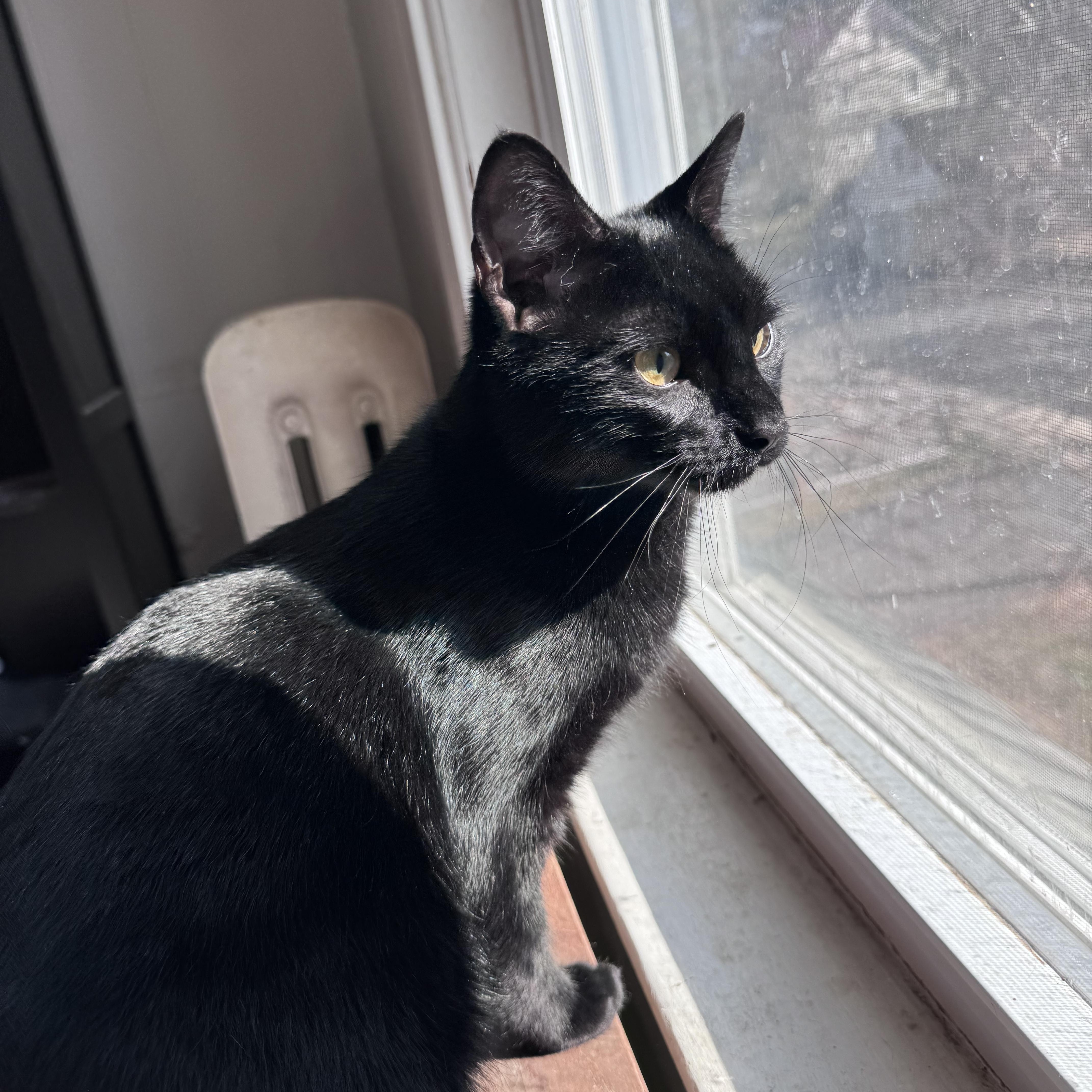 Enlarge Kiwi & Clementine, a Adoptable Domestic Short Hair in Uxbridge, MA image 4/5