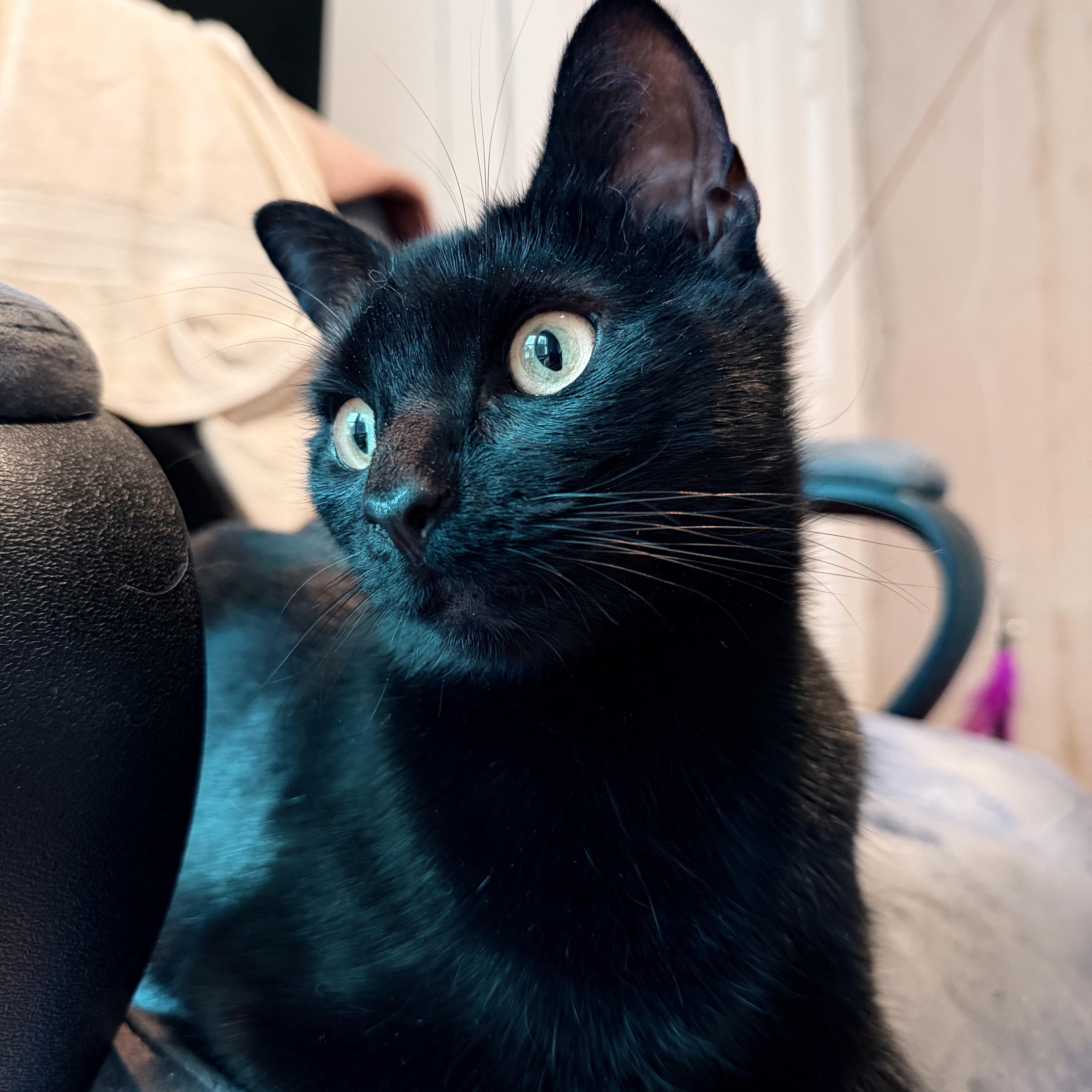 Kiwi & Clementine, a Adoptable Domestic Short Hair in Uxbridge, MA image 4/6