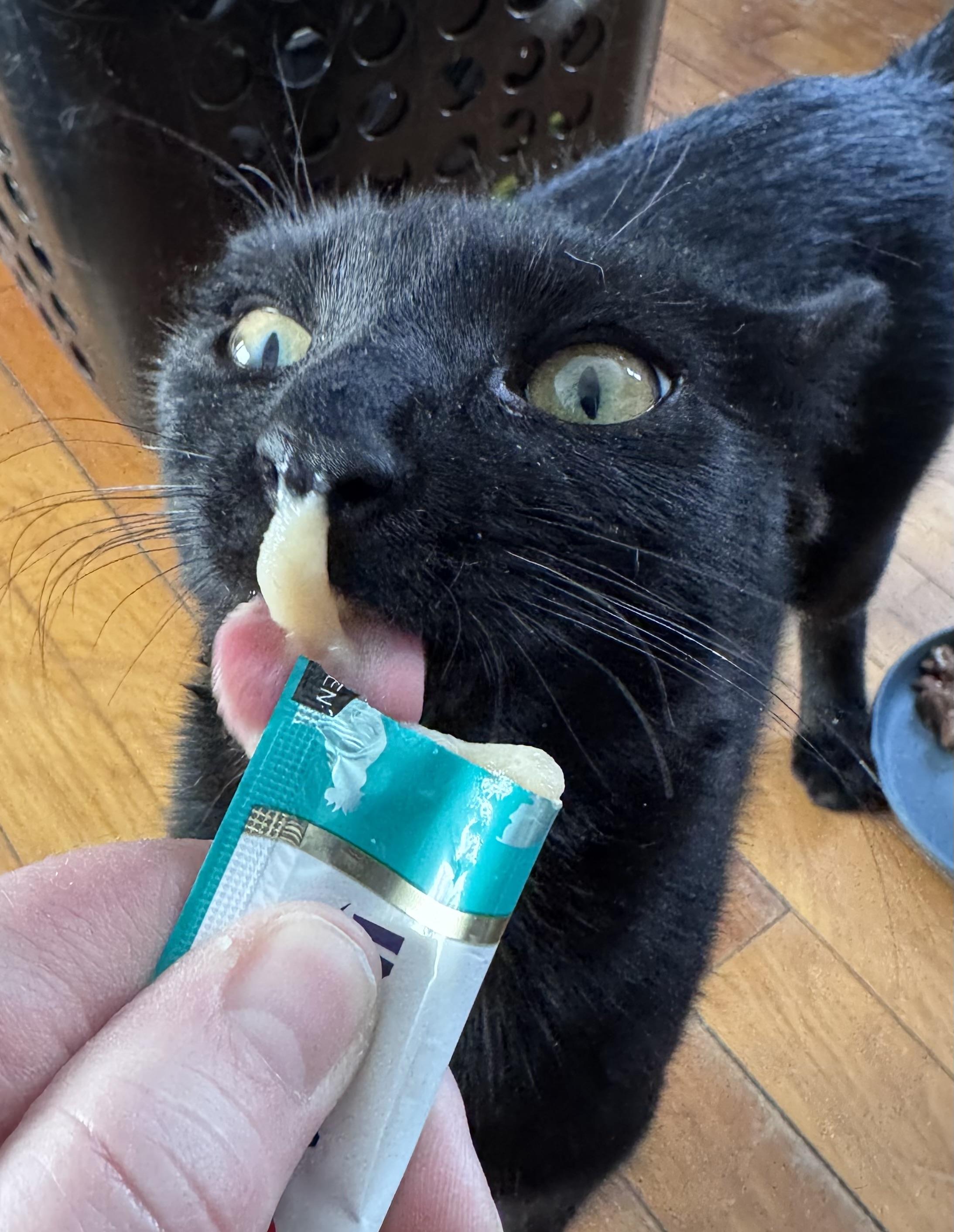 Enlarge Kiwi & Clementine, a Adoptable Domestic Short Hair in Uxbridge, MA image 3/5