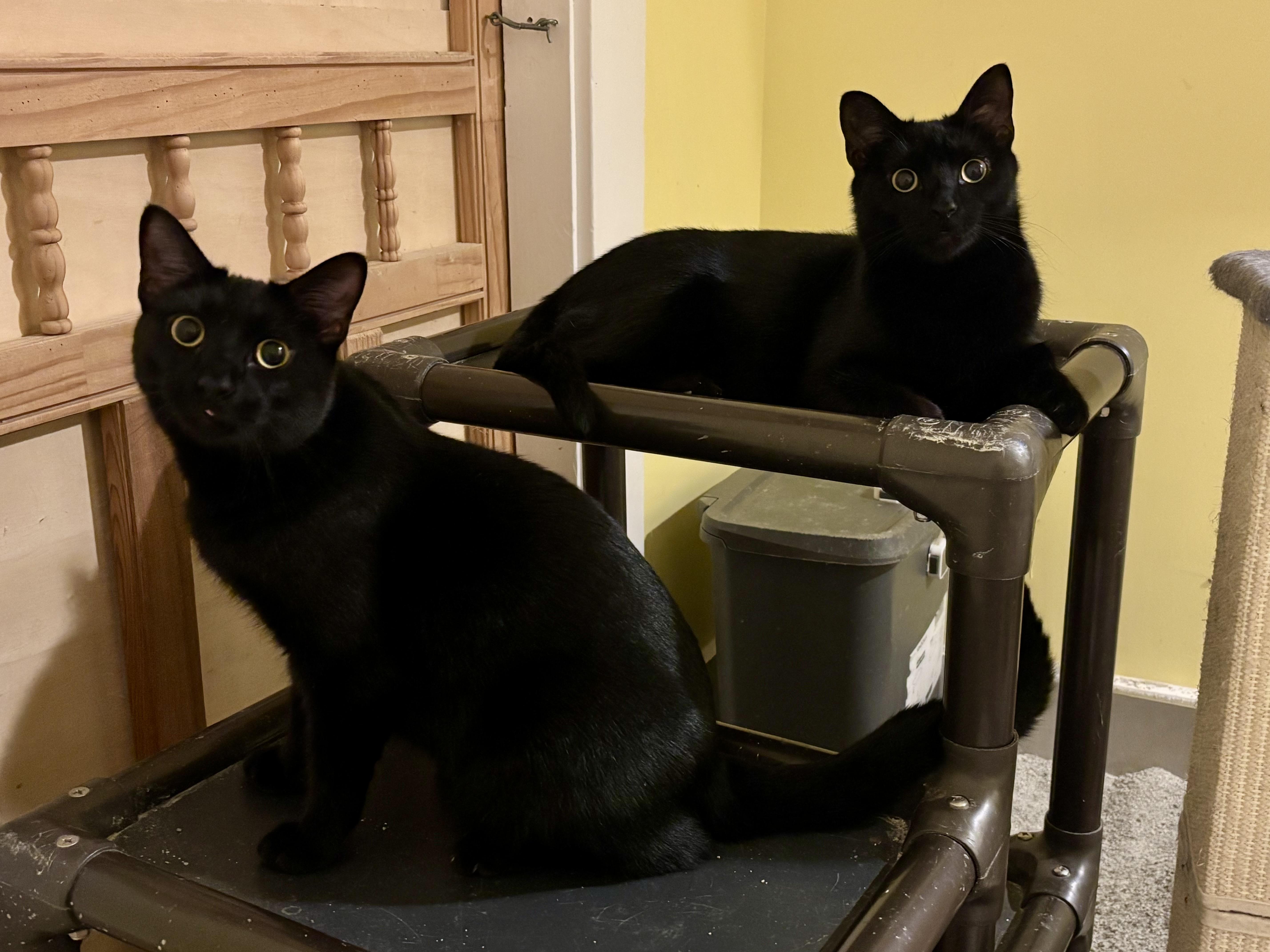 Kiwi & Clementine, a Adoptable Domestic Short Hair in Uxbridge, MA image 5/6