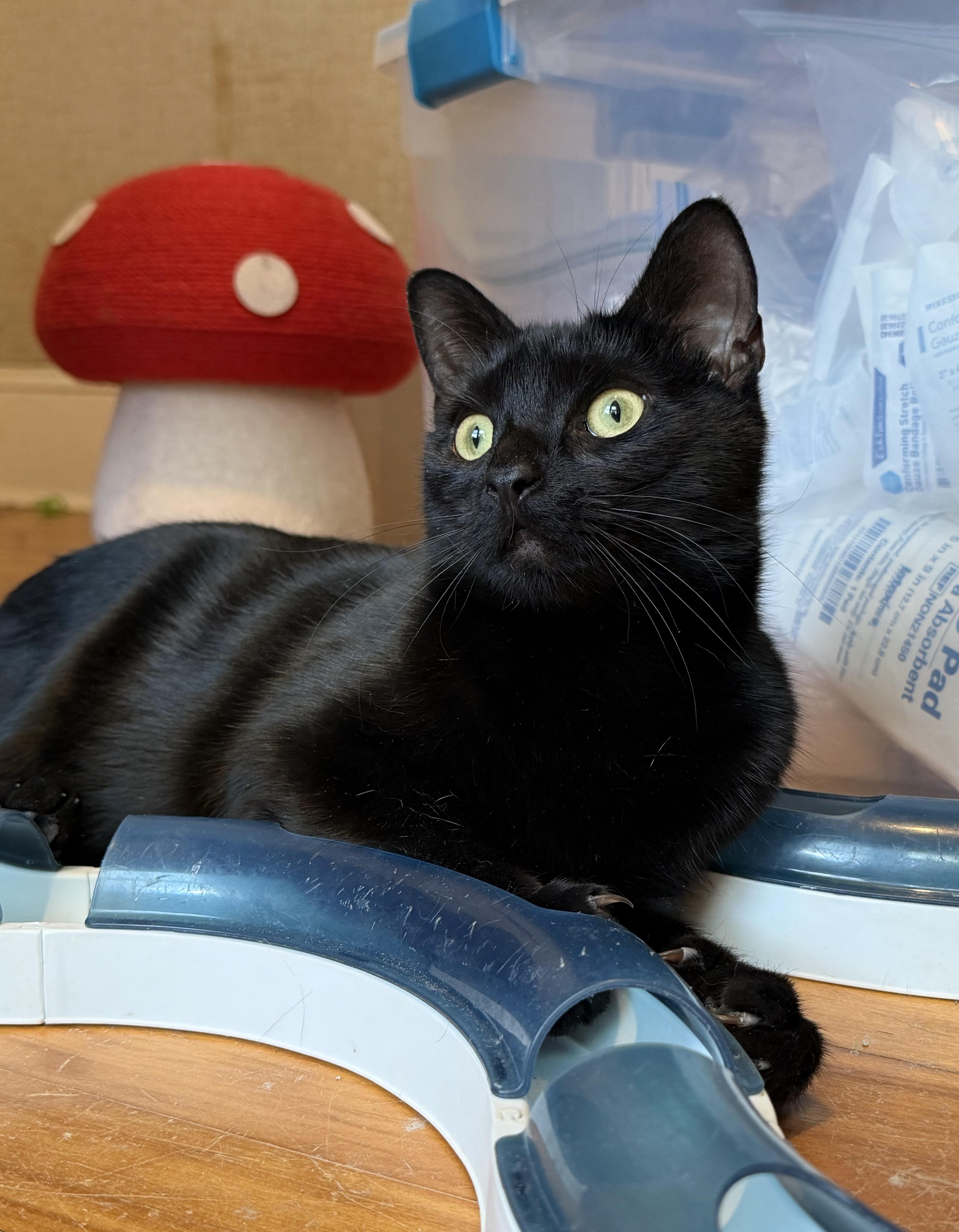 Kiwi & Clementine, a Adoptable Domestic Short Hair in Uxbridge, MA image 1/6