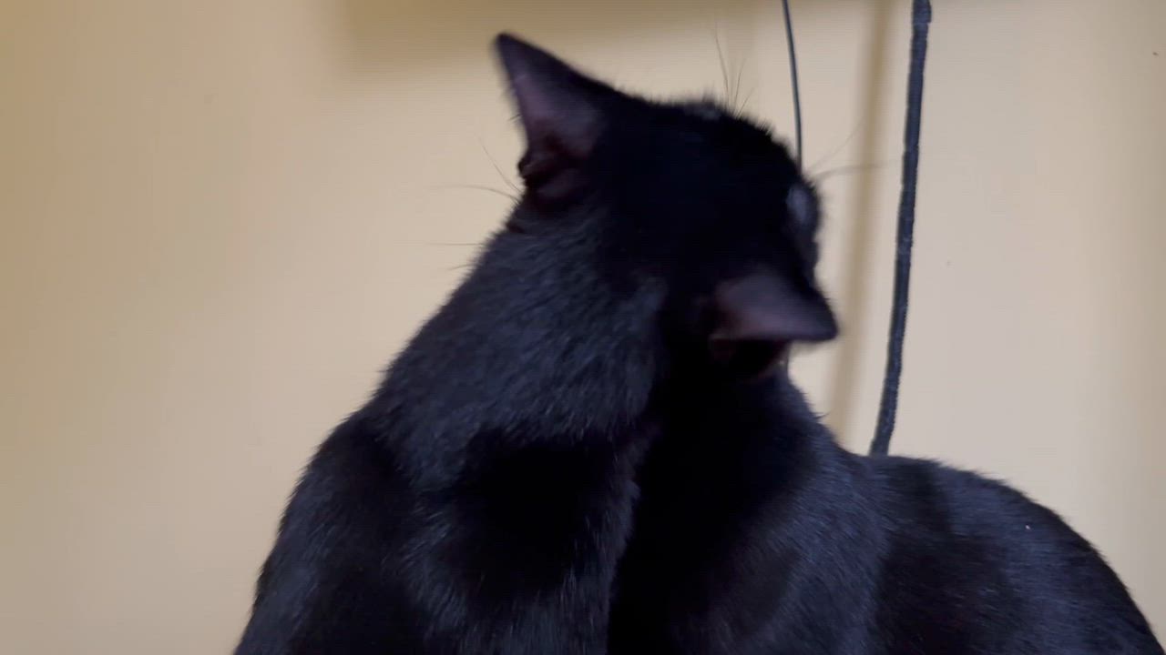 Enlarge Kiwi & Clementine, a Adoptable Domestic Short Hair in Uxbridge, MA video 5/5