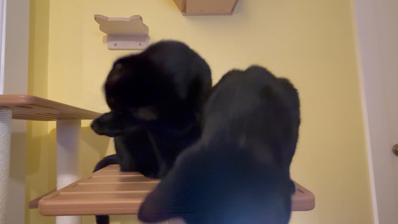 Enlarge Kiwi & Clementine, a Adoptable Domestic Short Hair in Uxbridge, MA video 2/5