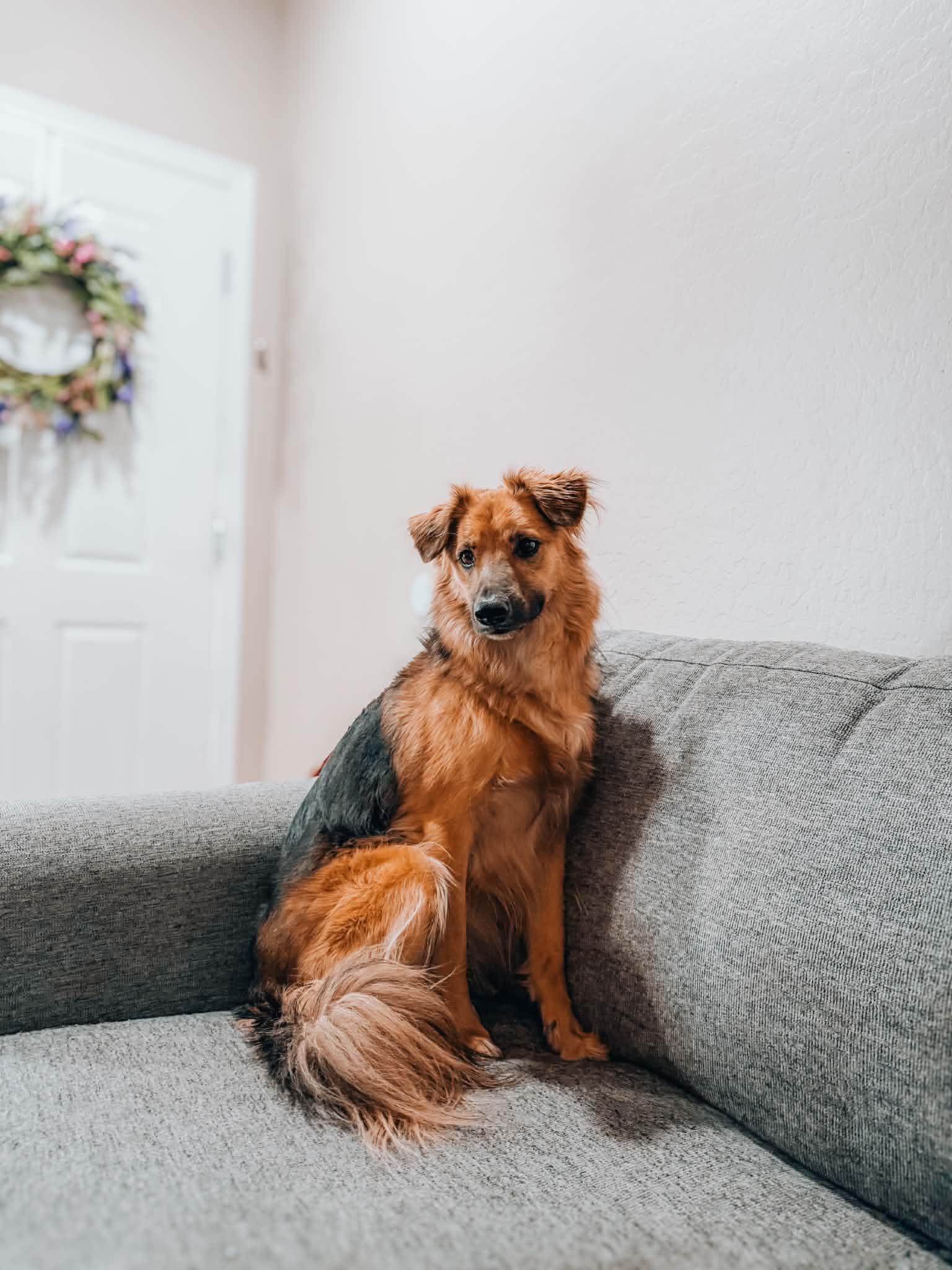 Ope, a Adoptable mixed breed in Goodyear, AZ image 2/2